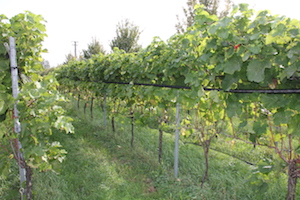 Les quatre piliers du bonheur du vigneron